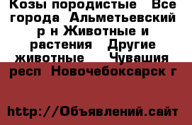 Козы породистые - Все города, Альметьевский р-н Животные и растения » Другие животные   . Чувашия респ.,Новочебоксарск г.